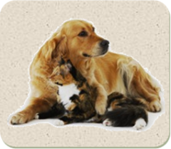 山梨県や河口湖、山中湖の動物園は犬や猫の救急時に対応の動物病院、VCJ動物医療センター駿河へ