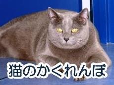 小田原動物病院猫の様子